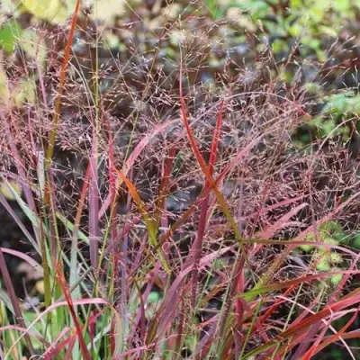 Просо РЕБРАУН прутьевидное в Молодечно