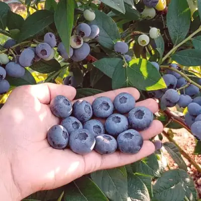 Голубика БОНУС в Молодечно