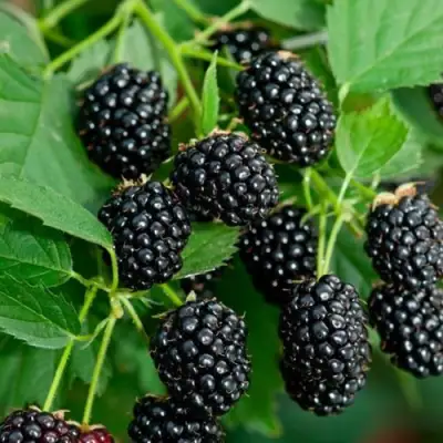 Ежевика ЛОХТЕЙ бесшипная в Молодечно