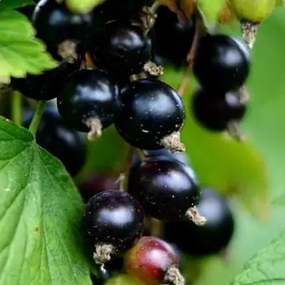 Смородина чёрная КАТЮША в Молодечно