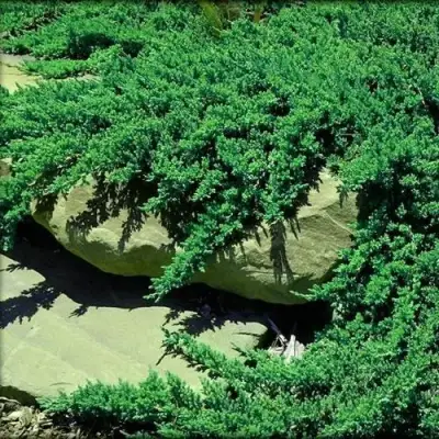 Можжевельник НАНА лежачий в Молодечно