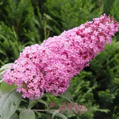 Буддлея давида ПИНК ДЕЛАЙТ в Молодечно