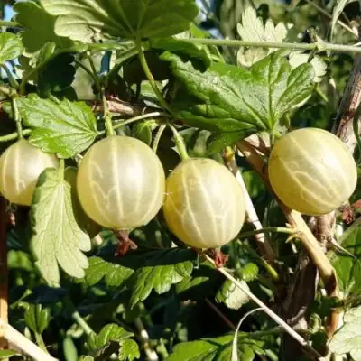 Крыжовник БЕЛОРУCСКИЙ САХАРНЫЙ 2 в Молодечно