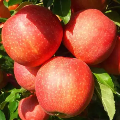 Яблоня ГАЛА ШНИГА в Молодечно