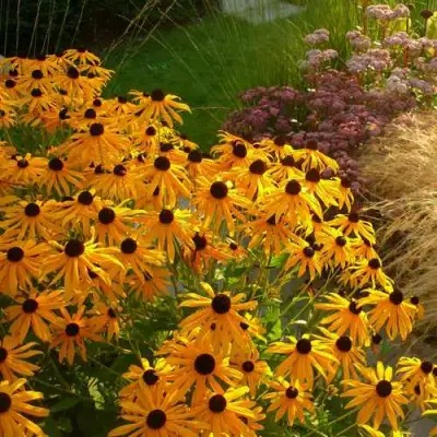 Рудбекия ГОЛДШТУРМ блестящая в Молодечно