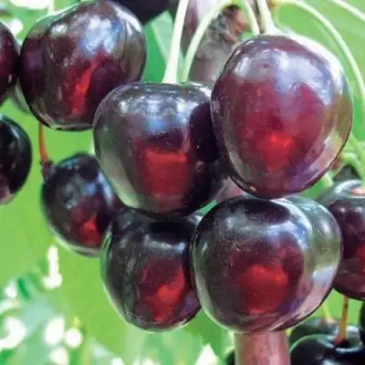 Черешня ЛЮБИМИЦА АСТАХОВА в Молодечно