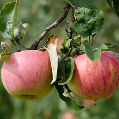 Яблоня МЕЛБА в Молодечно