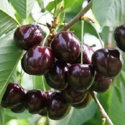 Черешня ЛЕНИНГРАДСКАЯ ЧЁРНАЯ в Молодечно