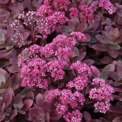 Очиток (седум) САНСПАРКЛЕР ФАЙЕРКРЕКЕР в Молодечно