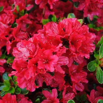 Азалия ХИНО КРИМСОН японская в Молодечно