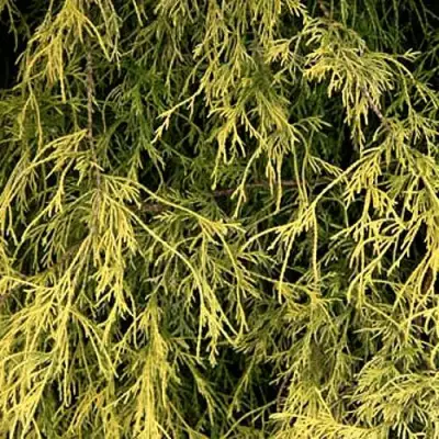 Кипарисовик ФИЛИФЕРА АУРЕА горохоплодный в Молодечно