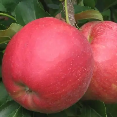 Яблоня РУБИН в Молодечно