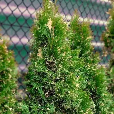 Туя СМАРАГД ВАРИЕГАТА западная в Молодечно