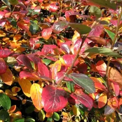 Кизильник блестящий в Молодечно