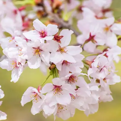 Сакура КОЙО НО МАЙ в Молодечно