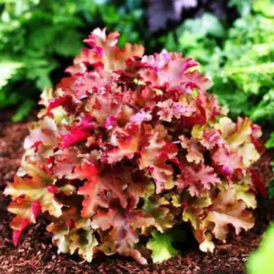 Гейхера МАРМЕЛАД в Молодечно