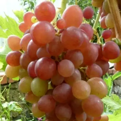 Виноград БЛЕСТЯЩИЙ в Молодечно