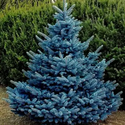 Ель МАДЖЕСТИК БЛЮ колючая в Молодечно