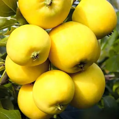 Яблоня УРАЛЬСКОЕ НАЛИВНОЕ в Молодечно