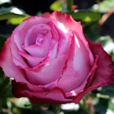 Роза ДИП ВОТЕР чайно-гибридная в Молодечно