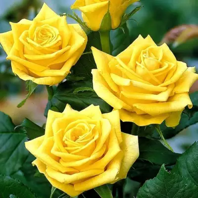 Роза ПАПИЛОН чайно-гибридная в Молодечно