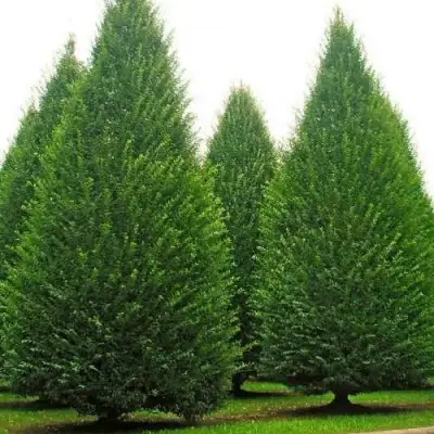 Граб  в Молодечно