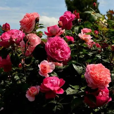 Роза ОЛЬГА шраб в Молодечно