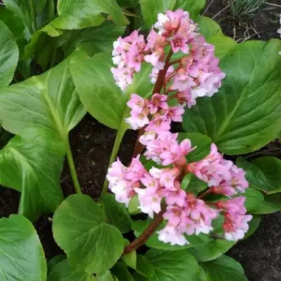 Бадан БЭБИ ДОЛЛ в Молодечно