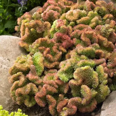 Очиток (седум) КРИСТАТУМ отогнутый в Молодечно