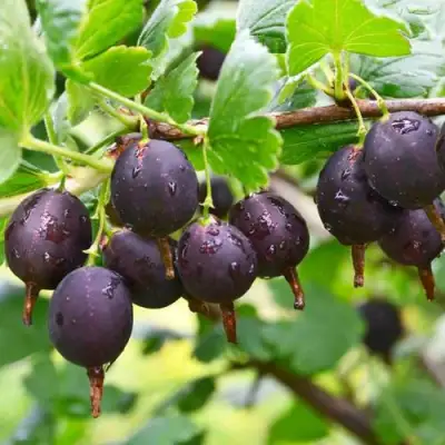 Крыжовник ЧЕЛЯБИНСКИЙ СЛАБОШИПОВАТЫЙ в Молодечно