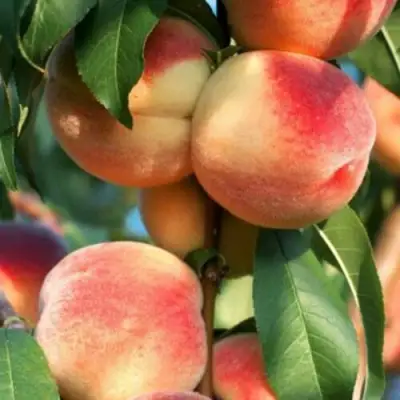 Персик ЛОЙКО 2 в Молодечно