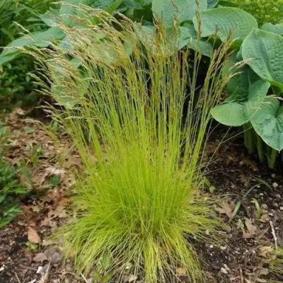 Щучка ТАТРА ГОЛД извилистая в Молодечно