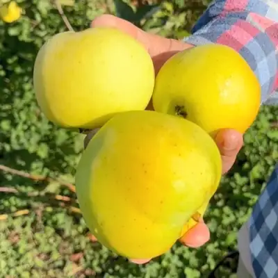 Яблоня КАЛУЖАНКА в Молодечно