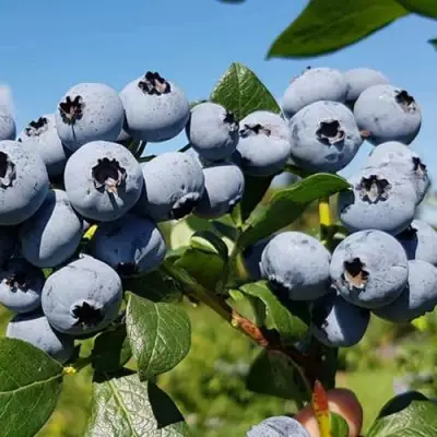 Голубика НЕЛЬСОН в Молодечно