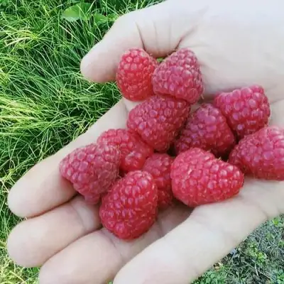 Малина ПОЛЬКА (ПОЛКА) в Молодечно