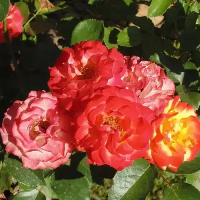 Роза ТАЙФУН спрей в Молодечно