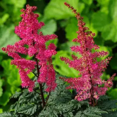 Астильба МУЛЕН РУЖ курчавая в Молодечно