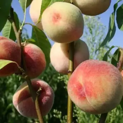 Персик ДОНЕЦКИЙ БЕЛЫЙ в Молодечно