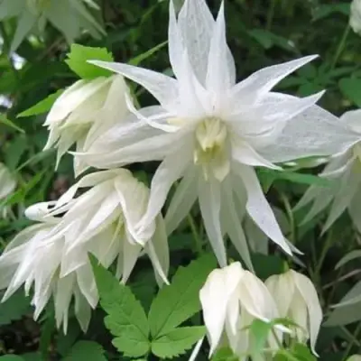 Княжик АЛЬБИНА ПЛЕНА белый махровый в Молодечно