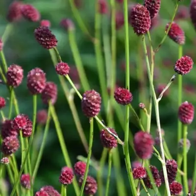 Кровохлебка ЧОКОЛАТ ТИП в Молодечно