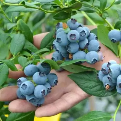 Голубика ТОРО в Молодечно