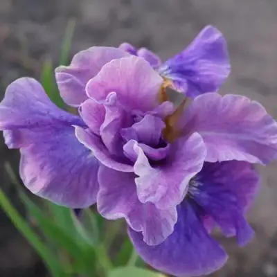 Ирис ХЭВИНГ ФАН сибирский в Молодечно