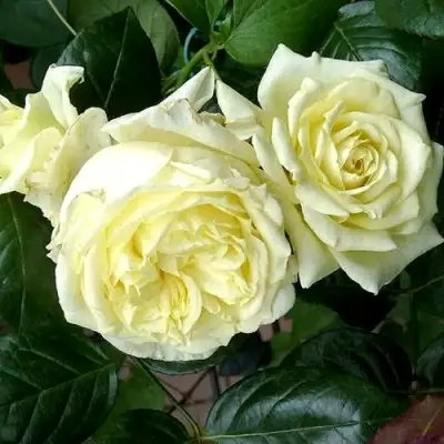 Роза ЭЛЬФ плетистая в Молодечно