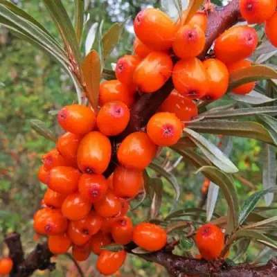 Облепиха ДЖЕМОВАЯ в Молодечно