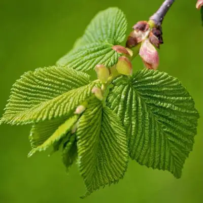 Вяз обыкновенный в Молодечно