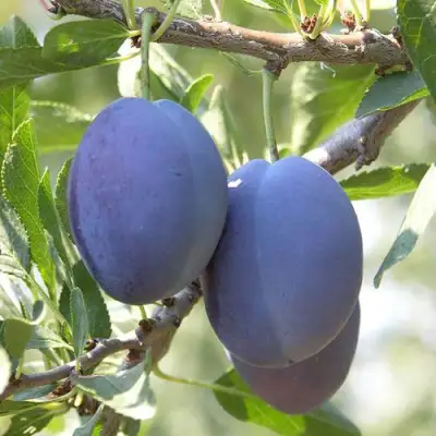 Слива СТЭНЛИ в Молодечно