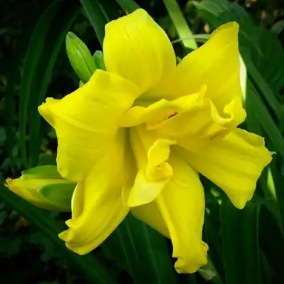 Лилейник ДАБЛ РИВЕР ВАЙ гибридный в Молодечно