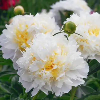 Пион ЧЕДДЕР ЧИЗ травянистый в Молодечно