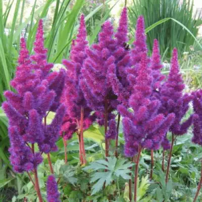 Астильба БЛЭК ЭНД БЛУ китайская в Молодечно