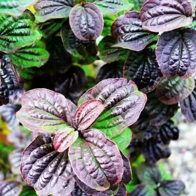 Дерен КОМПРЕССА кроваво-красный в Молодечно